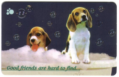 Deux mignon chiens taking - mignon,