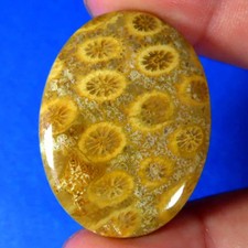 Cabochon ovale corail fossile