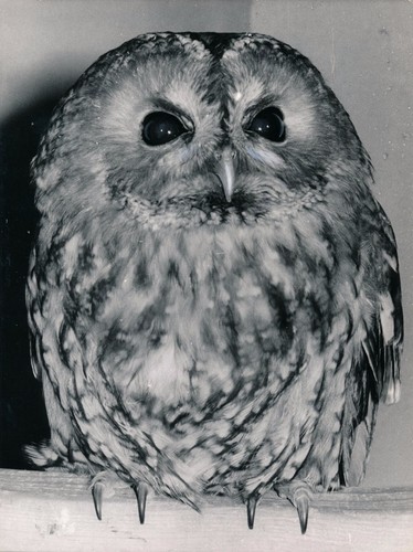 Photographie chouette hulotte - photographie,