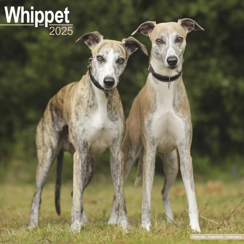 Calendrier 2025 whippet - calendrier,