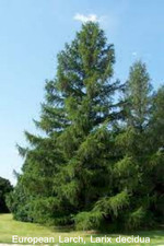 European Larch, Larix decidua
