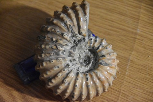 Ammonite douvilleiceras - ammonite,