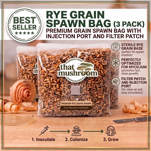 Rye grain spawn bag sterilized - grain,