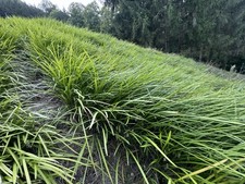 Liriope Spicata (Creeping Lily Turf Or Monkey Grass) 50 Bare Root plants 