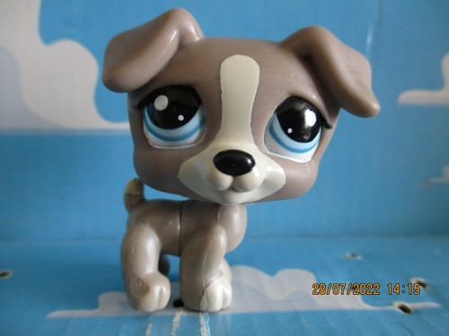 Petshop chien jack russel - chien,