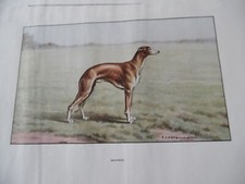 Gravures :  Chien de chasse :  Whippet -  26/17 cm - 1950