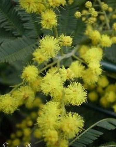 Mimosa des quatre saisons - mimosa,