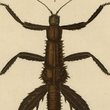 Natural History Phasme & Phasianelle Original Watercolor Engraving 19th Century