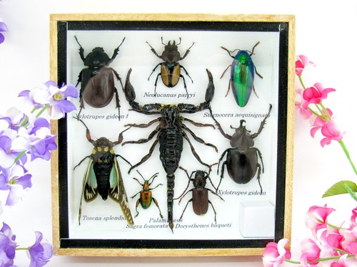 Insectes exotiques réel - insectes, 3d