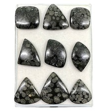 9 Pcs De Corail Fossile Noir Naturel 27-37 Mm Cabochons Gemmes Non Traités Lot