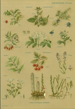 Antique Botanical Document Sweating Plants, Diuretic from 1952 Book