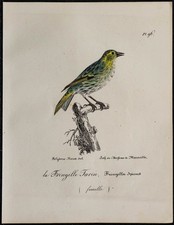 1830 - Tarin des aulnes - Rare lithographie ancienne d'oiseau (Ornithologie)