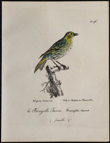 1830 tarin des aulnes rare - tarin,