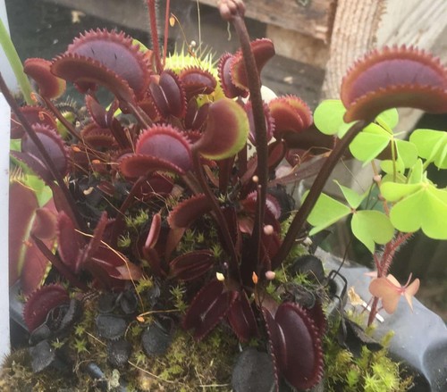 Lots plantes carnivores - carnivores, 6