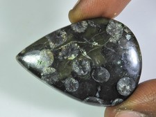 AA++ 55Cts. Cabochon de poire corail fossile noir naturel pierre précieuse en...