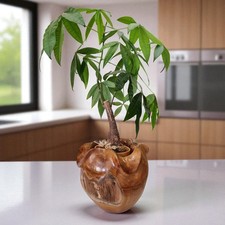 Cache-Pot En Racine De Teck Pot De Fleurs Plat En Pot De Plante Pot De Jardin