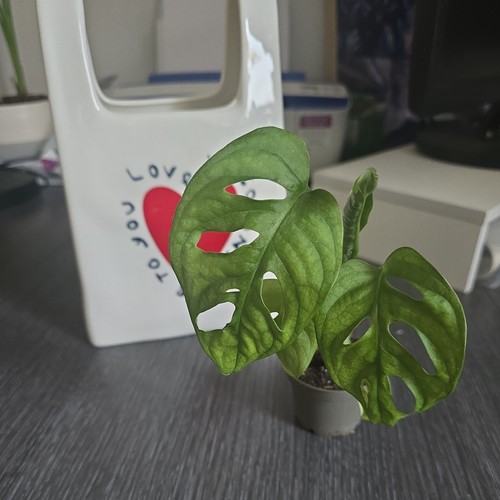 Plante monstera adansonii - plante,