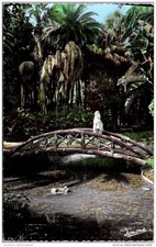ALGERIE - ALGER - la passerelle du jardin d'essai