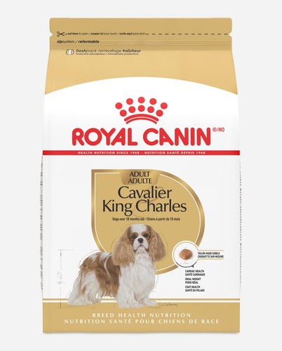 Cavalier king charles adult - cavalier,
