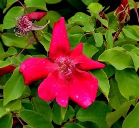Rosa chinensis sanguinea - 'sanguinea', /