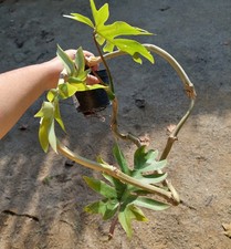 Philodendron mayoi – Feuillage palmé et nervuré, plante tropicale rare