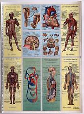 pedagogy board no. 87 anatomy human body Arnaud publisher 1957 VGC