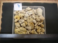 CORAUX - CORAIL  BARTONIEN -