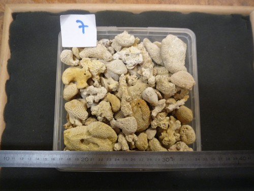 Coraux corail bartonien - ,