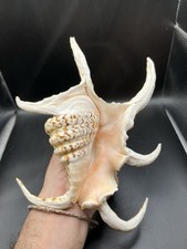 7.87" / 20 cm - Très jolie