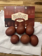 6 Black copper Marans hatching
