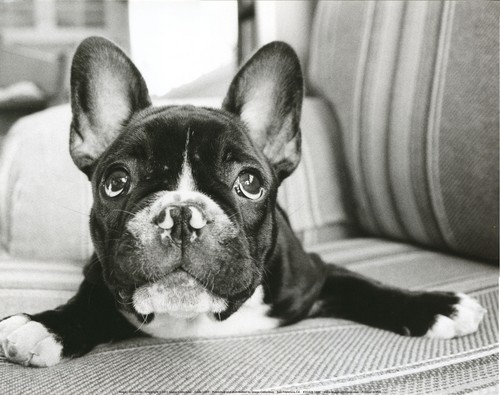 French bulldog frenchi - french,