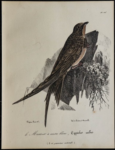 1830 martinet alpin - -,