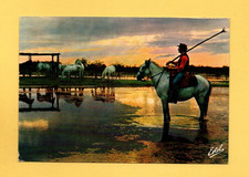 En Camargue - La manade au