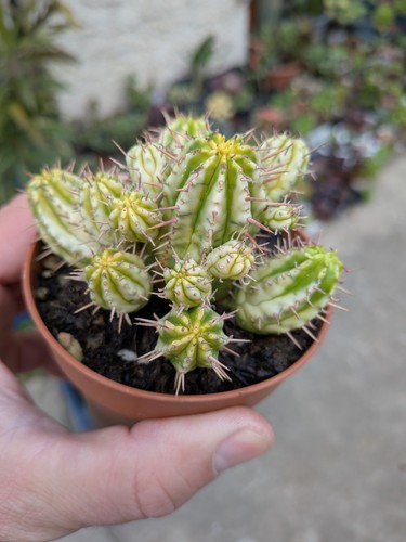 Euphorbe agregatta variegata - ,