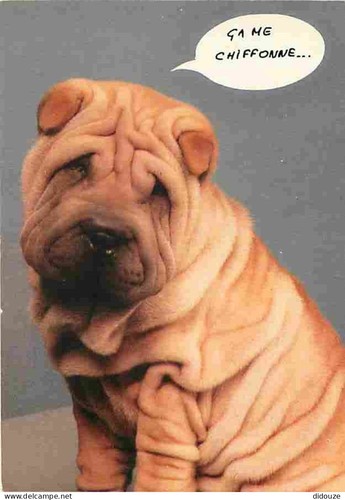 Carte postale animaux - carte,