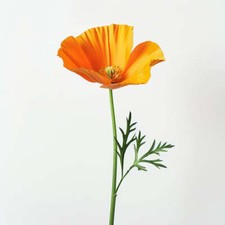 150 Graines de Pavot de