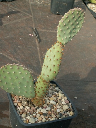 Opuntia virgin river - opuntia, 'virgin
