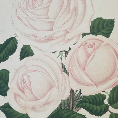 Chromolithographie originale - chromolithographie,
