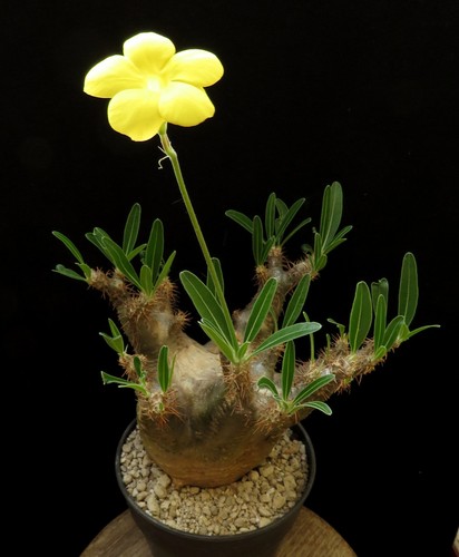 Pachypodium gracilius