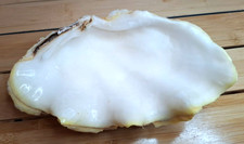 ancien coquillage de mer