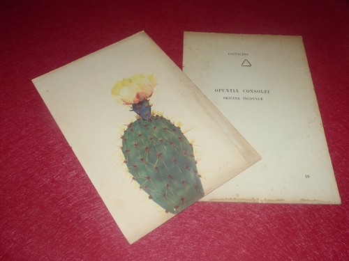 Botanical rock plants cactus - plants,