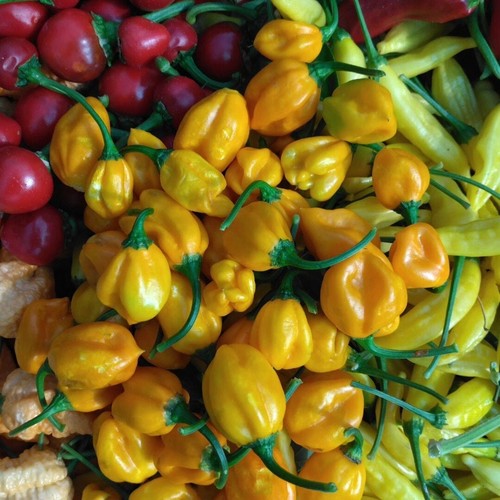 Lot graines de piment - de,