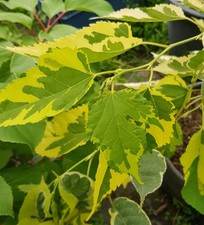 Morus alba 'Papers Doll' /