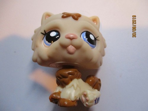Petshop chien chow - chien,