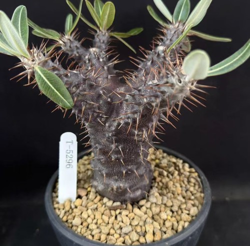 Raresucculent plant - raresucculent,