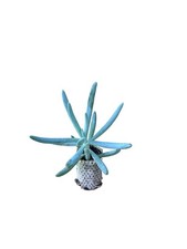 10 pièces de plantes grasses