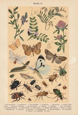 Papillons Scarabées