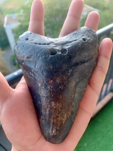 Dent megalodon 12 - de, –
