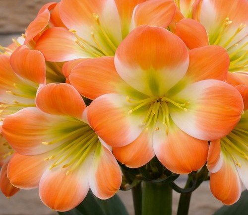 Clivia touch class - x, self