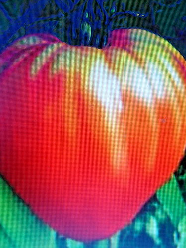 Graines tomate coeur de - graines,